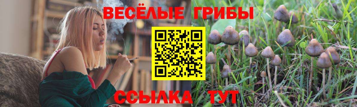 Псилоцибиновые грибы Cubensis  Вход с VPN  Новочебоксарск  Галлюциногенные грибы Cubensis 